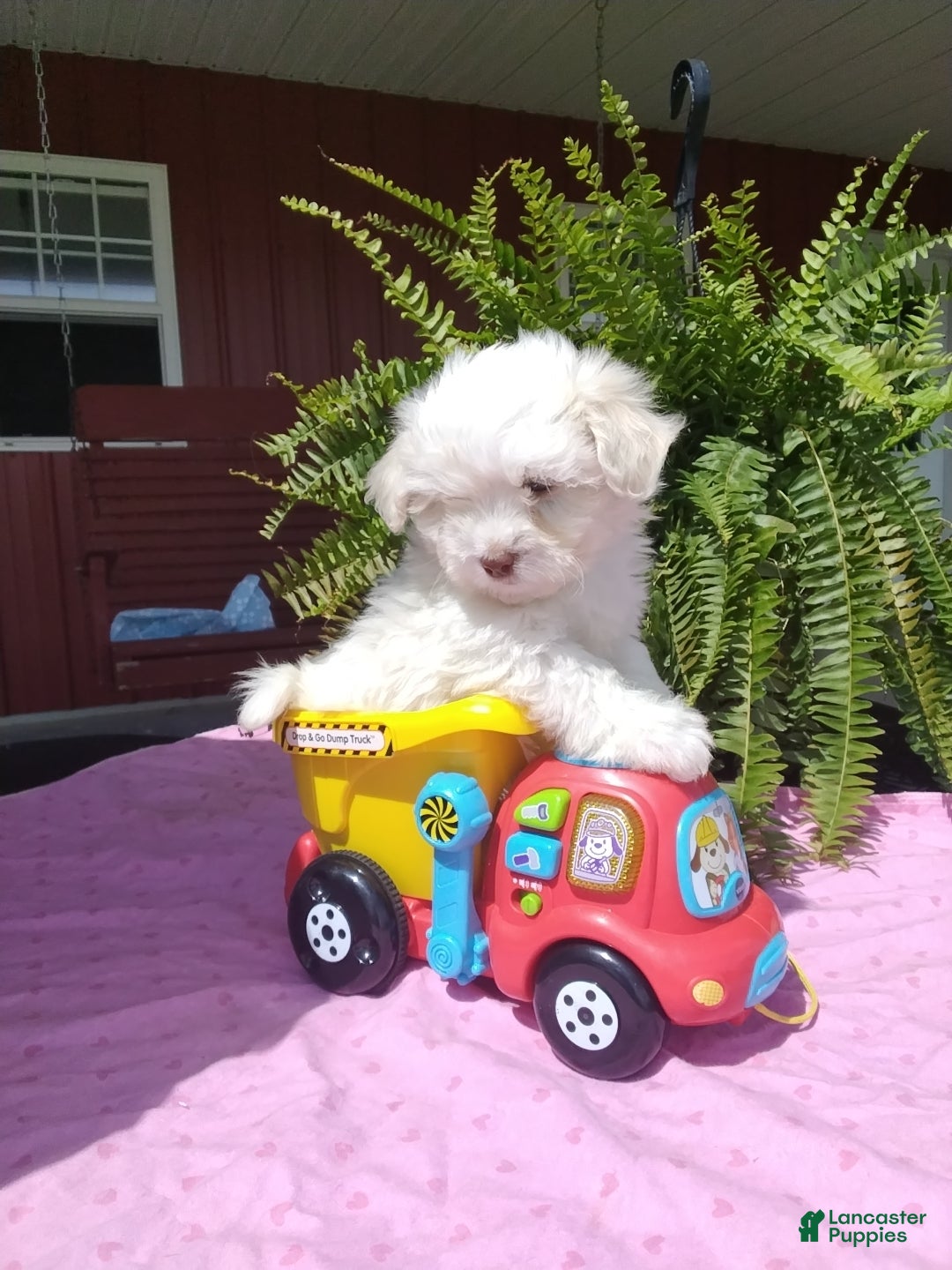 Mixed Breed dogs Harper - Ad 1