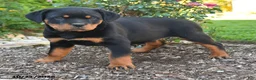 Rottweiler dogs for sale: Trixie - Ad 4