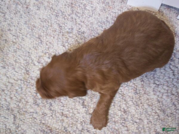 Cavapoo dogs Daisy - Ad 2