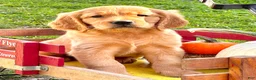 Golden Retriever dogs for sale: Goldenrod  - Ad 3
