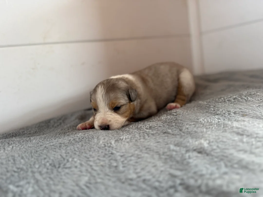 Australian Shepherd dogs for sale: Sylvia  - Ad 2