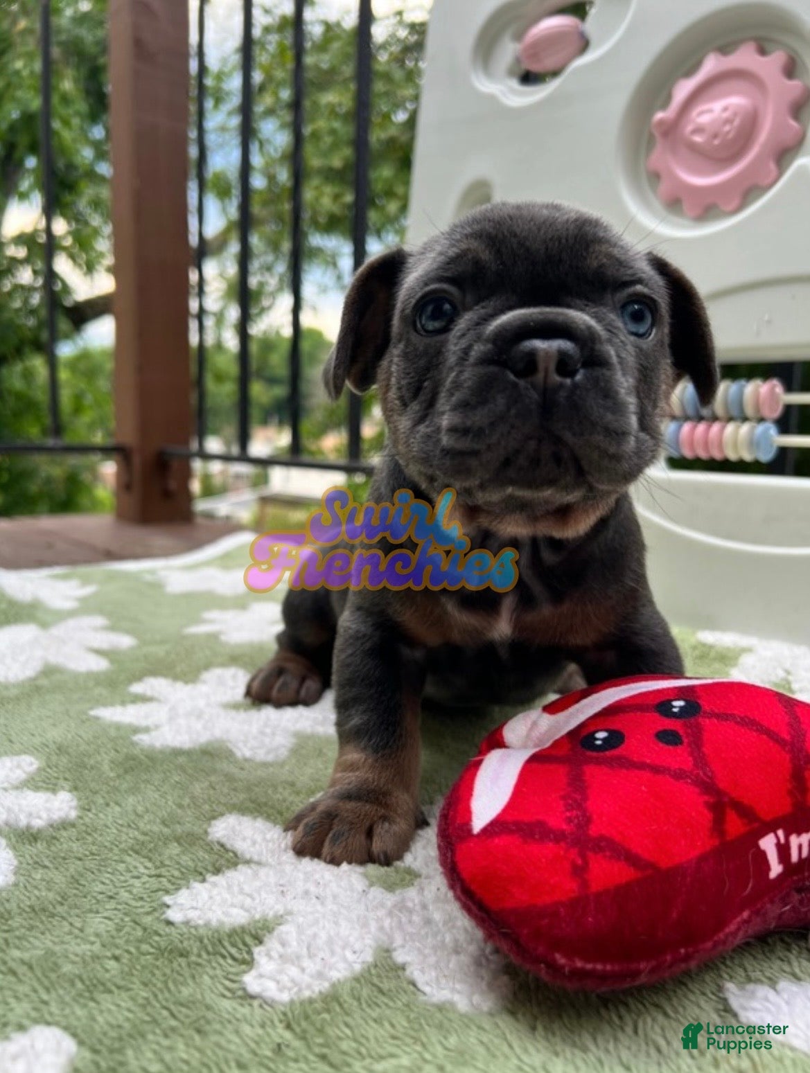 French Bulldog dogs Sage - Ad 11