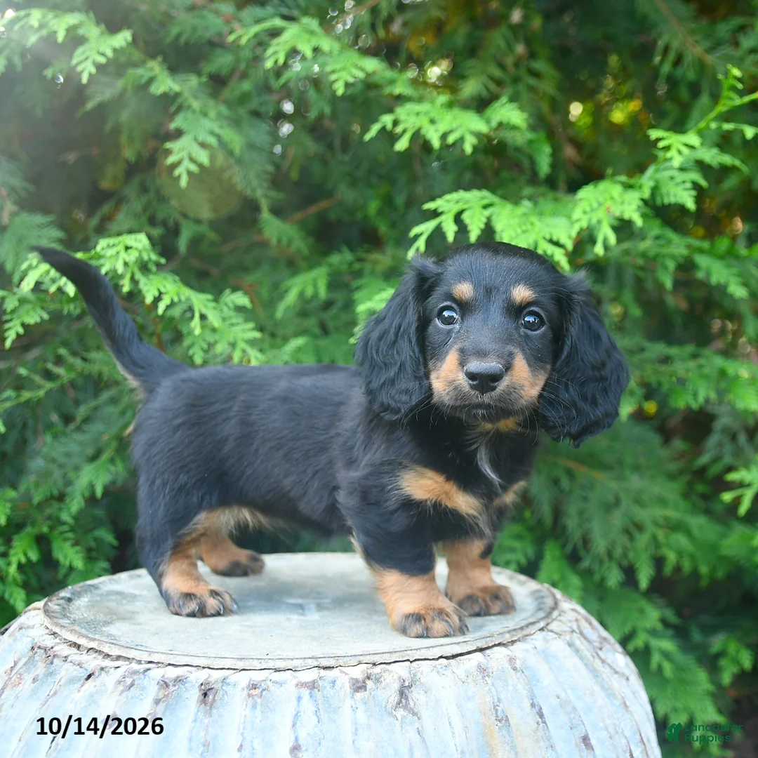 Miniature Dachshund dogs for sale: Fionna  - Ad 1