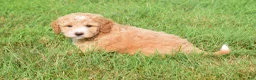 Maltipoo dogs for sale: Stetson - Ad 3