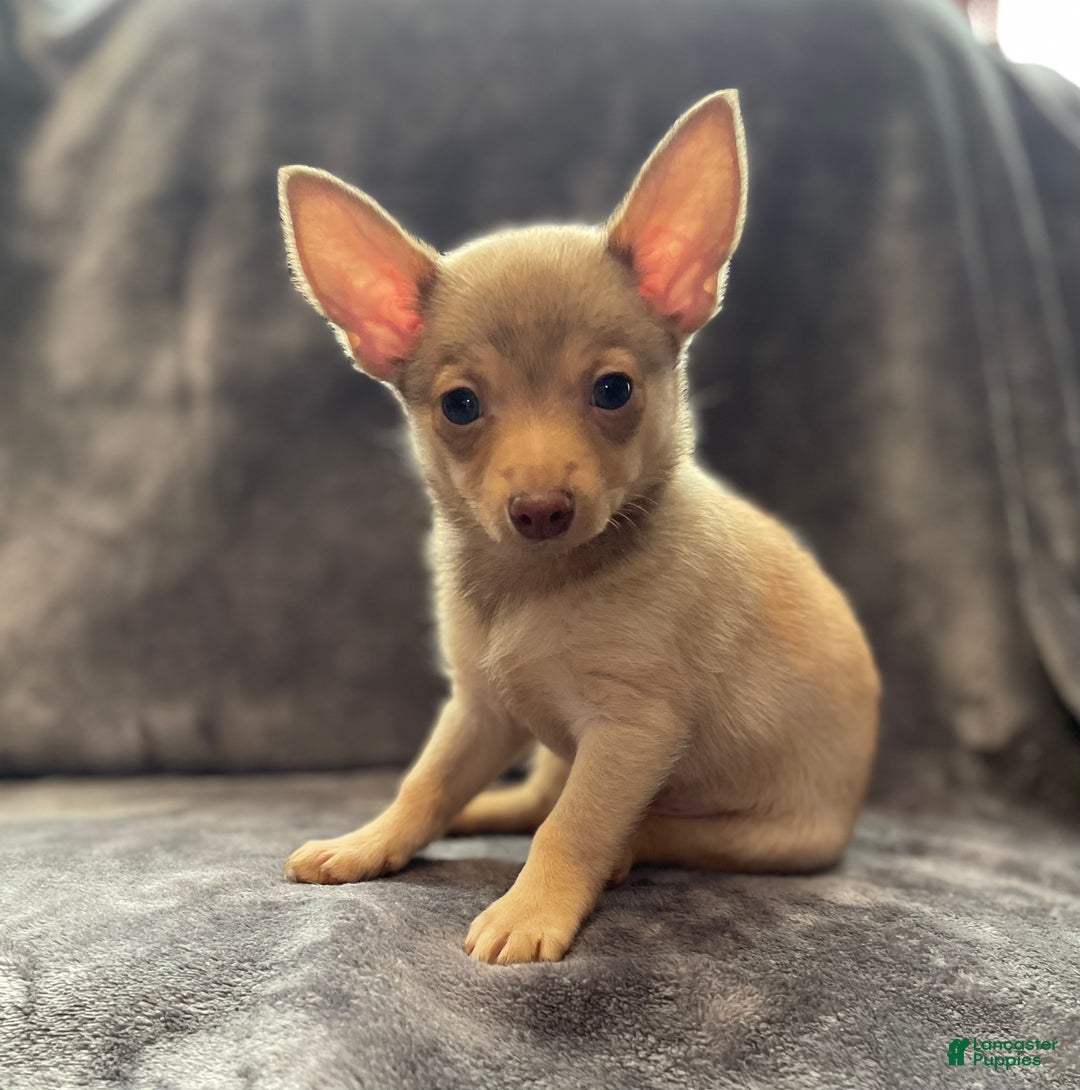 Pomchi dogs for sale: Chungo - Ad 3