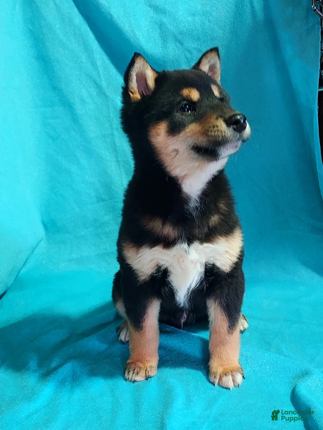 Shiba Inu dogs for sale: Bradon  - Ad 3