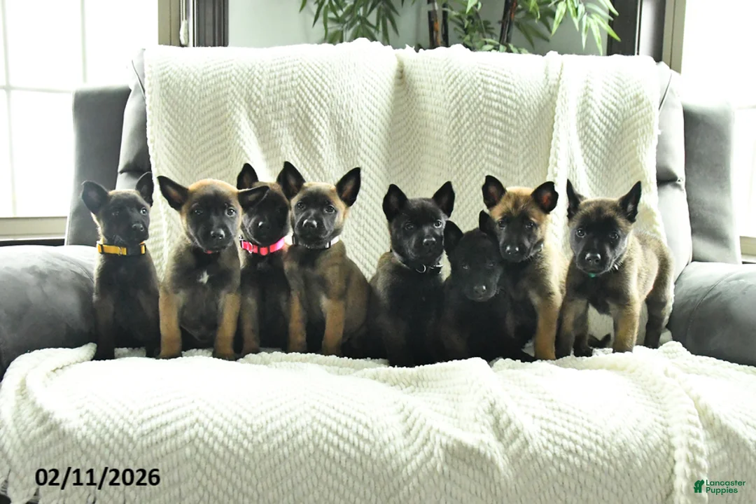 Belgian Malinois dogs for sale: Bear - Ad 5
