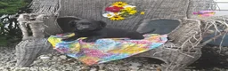 Labrador Retriever dogs for sale: Katrina - Ad 2
