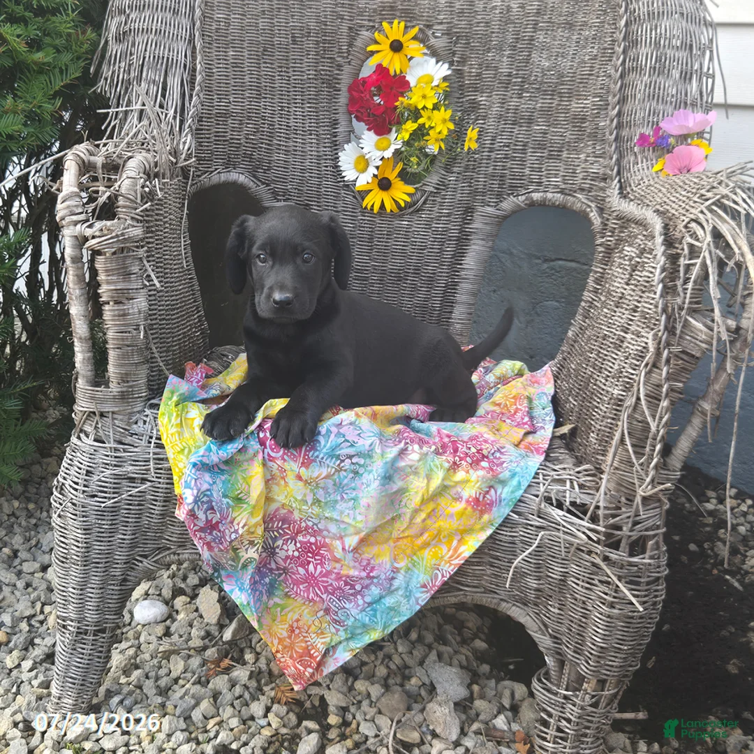 Labrador Retriever dogs for sale: Katrina - Ad 2