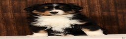 Miniature Australian Shepherd dogs for sale: Stella - Ad 7