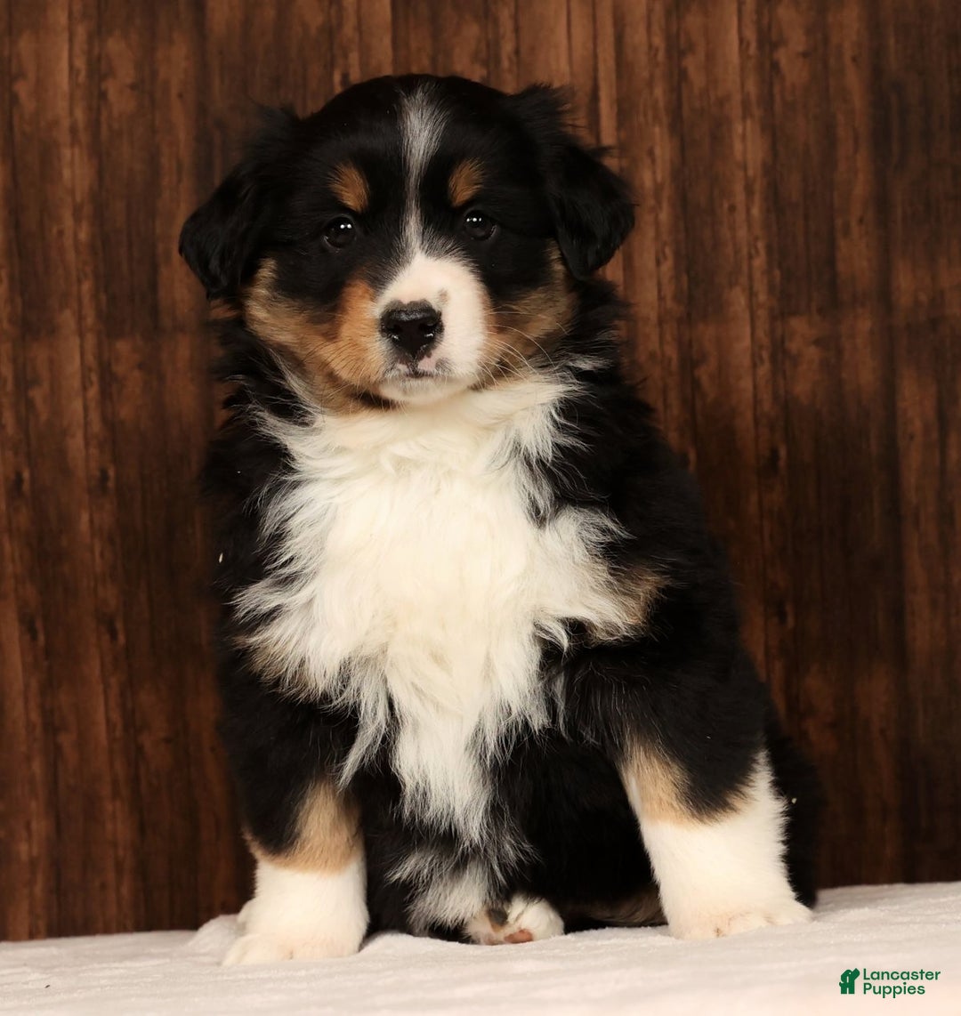 Miniature Australian Shepherd dogs for sale: Stella - Ad 7
