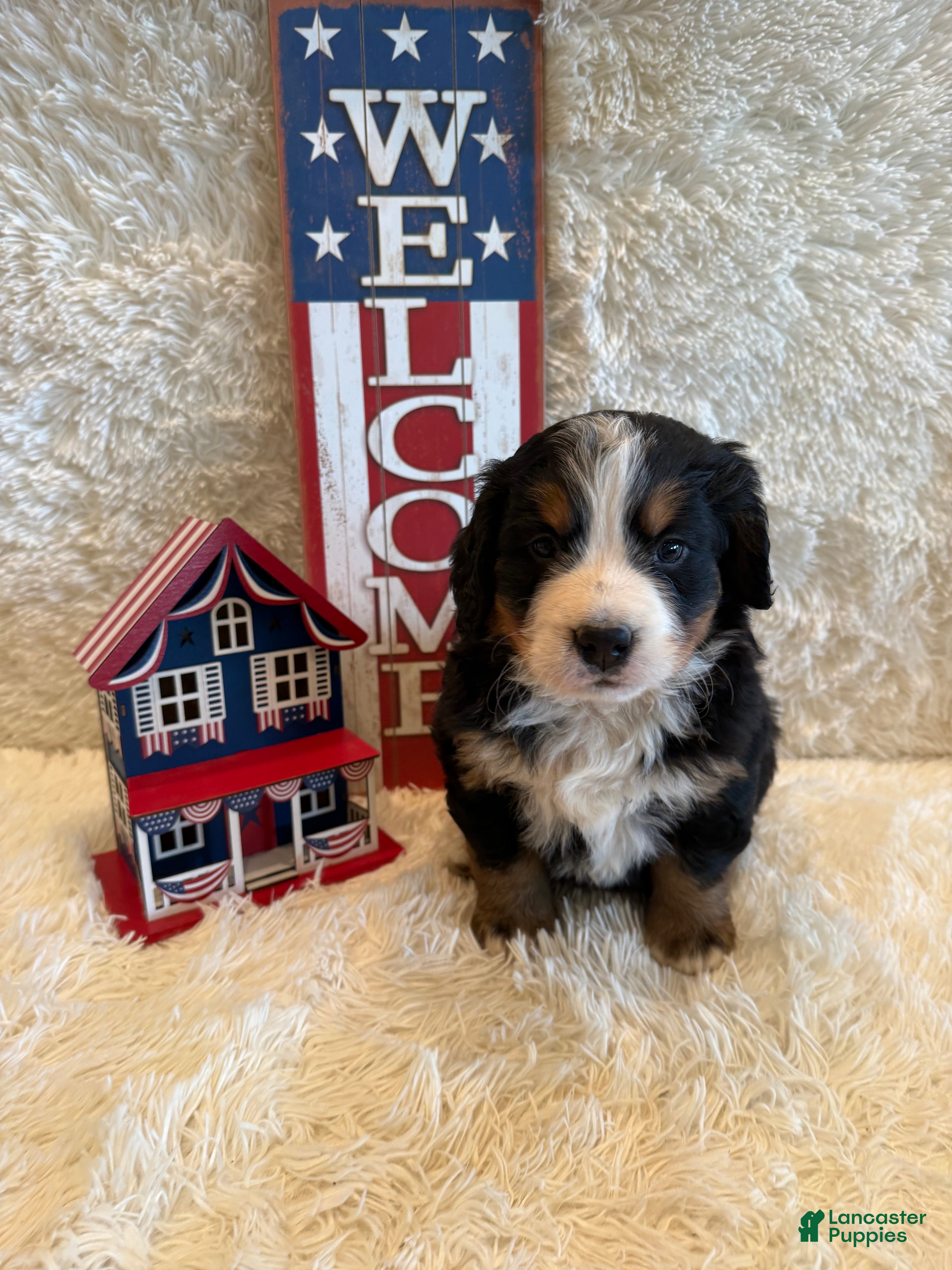 Bernese Mountain Dog dogs Hannah - Ad 35