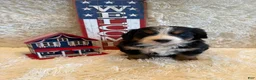 Bernese Mountain Dog dogs for sale: Hannah - Ad 1