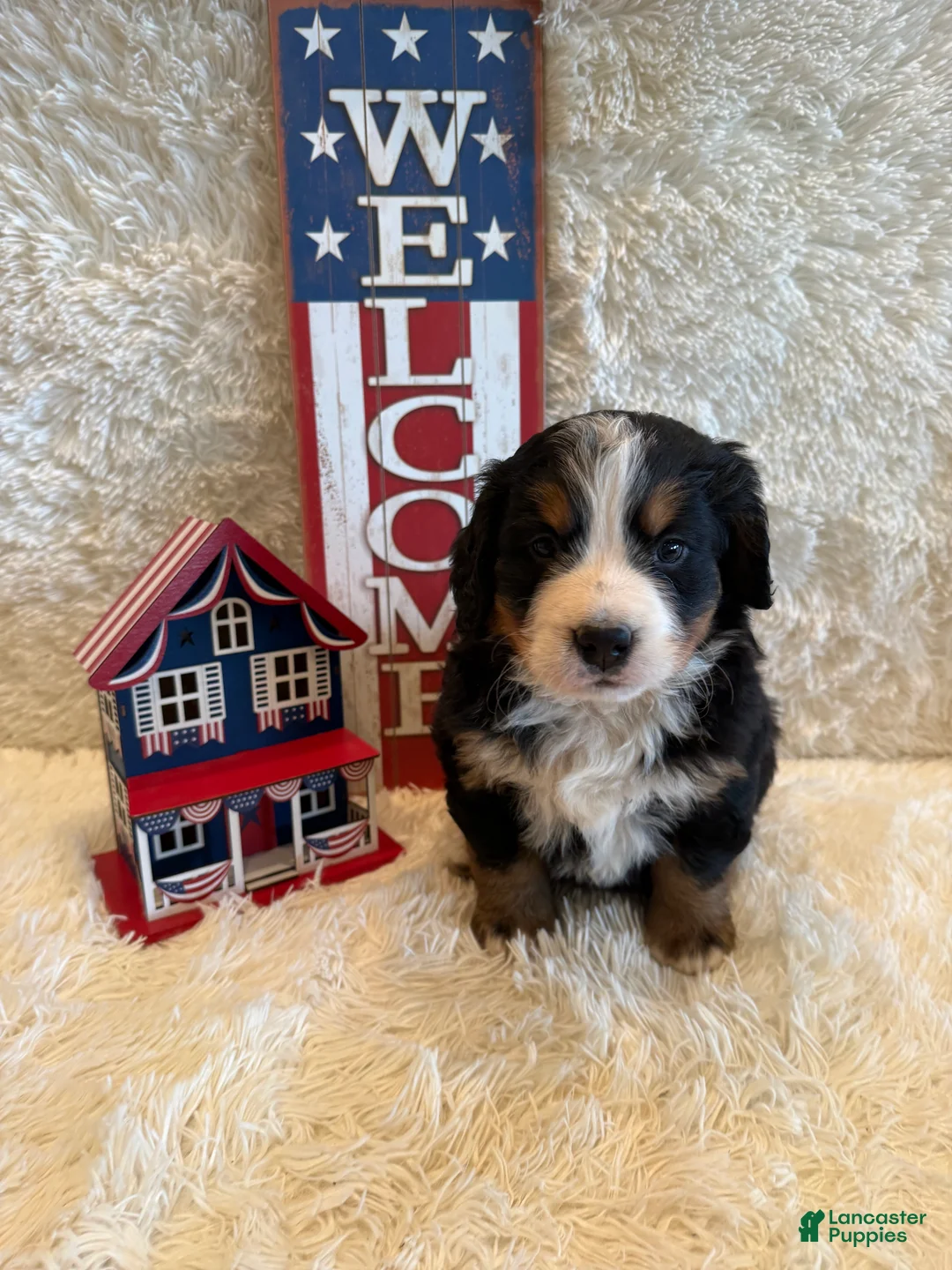 Bernese Mountain Dog dogs for sale: Hannah - Ad 1