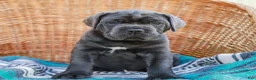 Cane Corso dogs for sale: Bubba (Champion Bloodline) - Ad 4