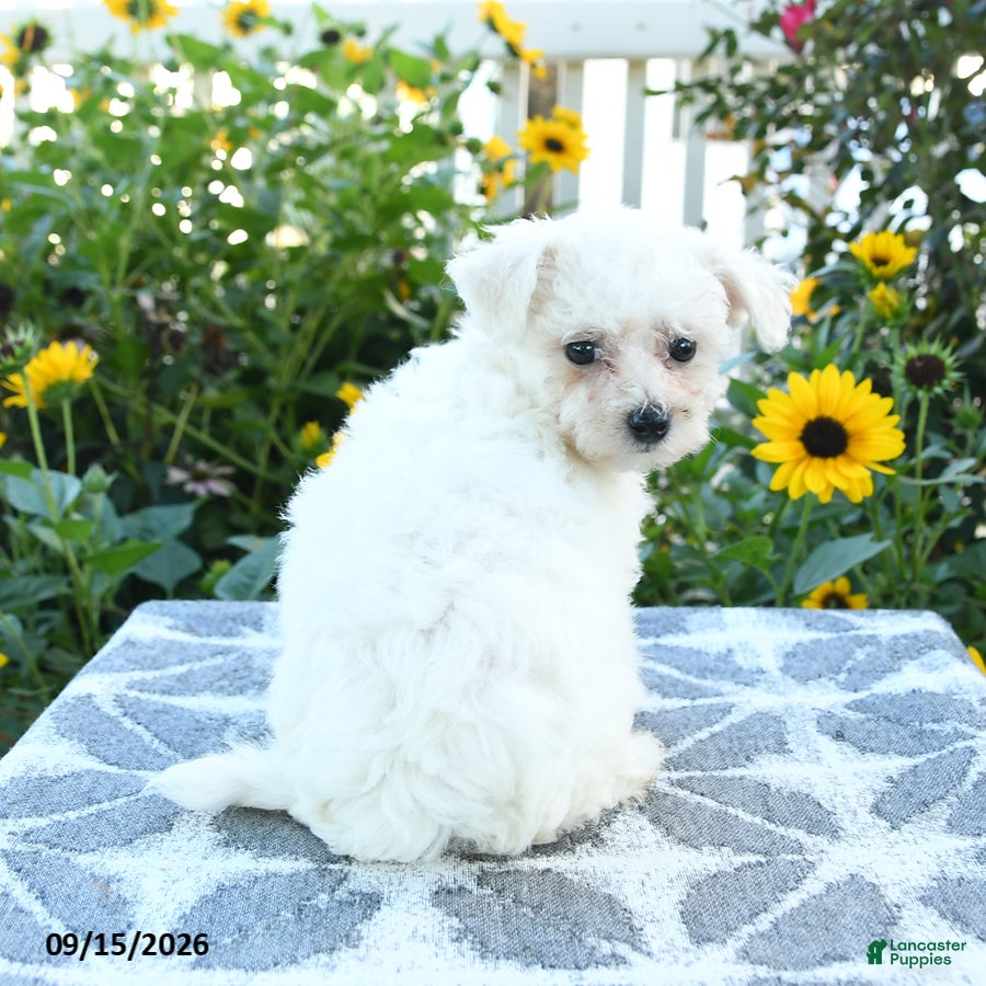 Bichon Frise dogs Scarlet - Ad 1