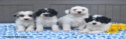 Bichpoo dogs for sale: Star - Ad 5