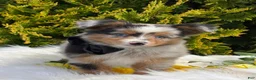 Toy Australian Shepherd dogs for sale: Tucker  - Ad 16