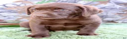 Labrador Retriever dogs for sale: Tucker - Ad 2