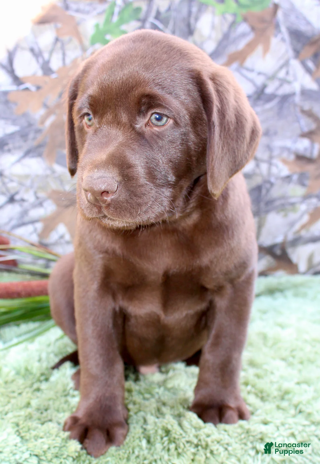 Labrador Retriever dogs for sale: Tucker - Ad 2