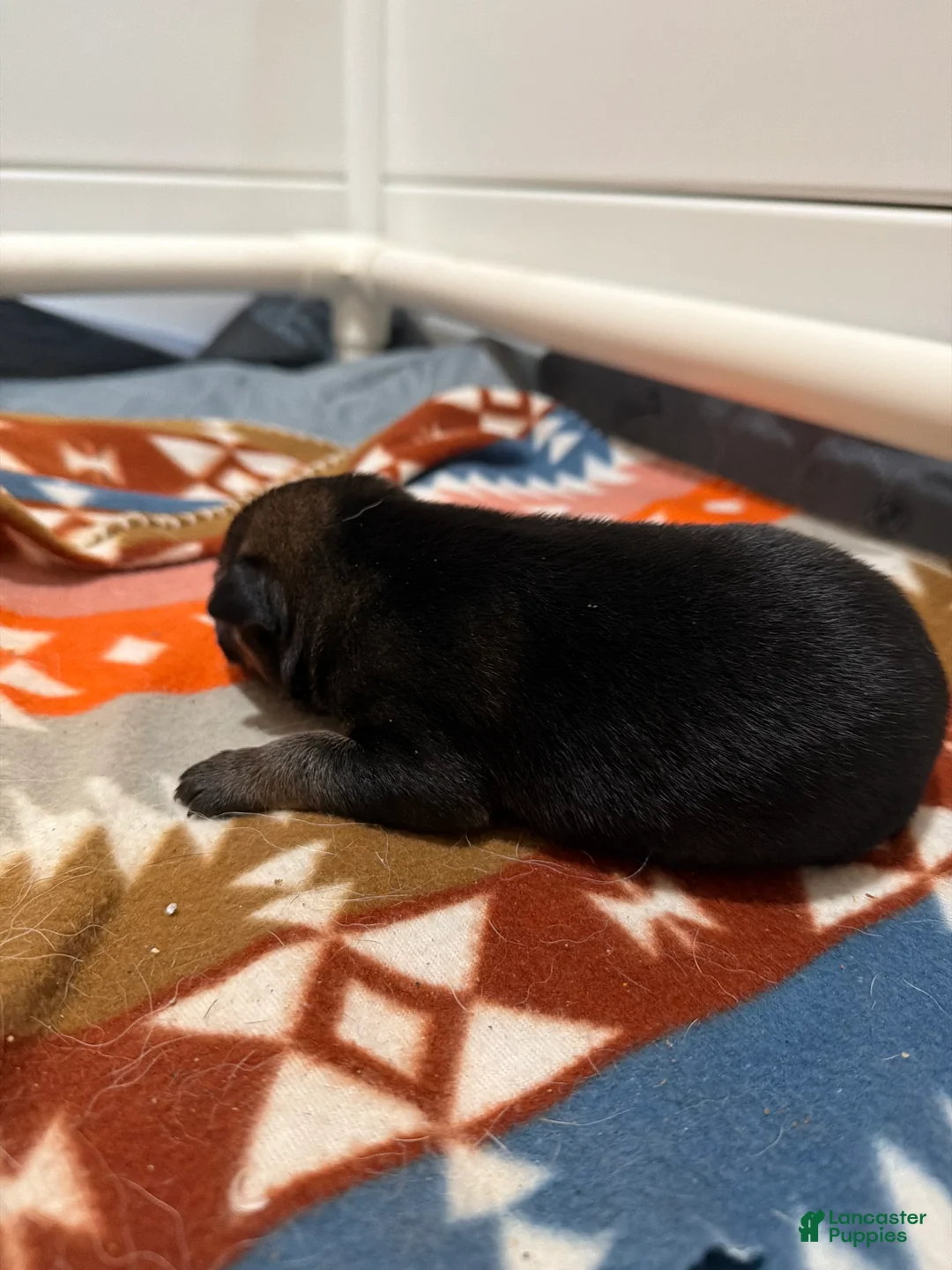 German Shepherd dogs for sale: Jack  - Ad 8