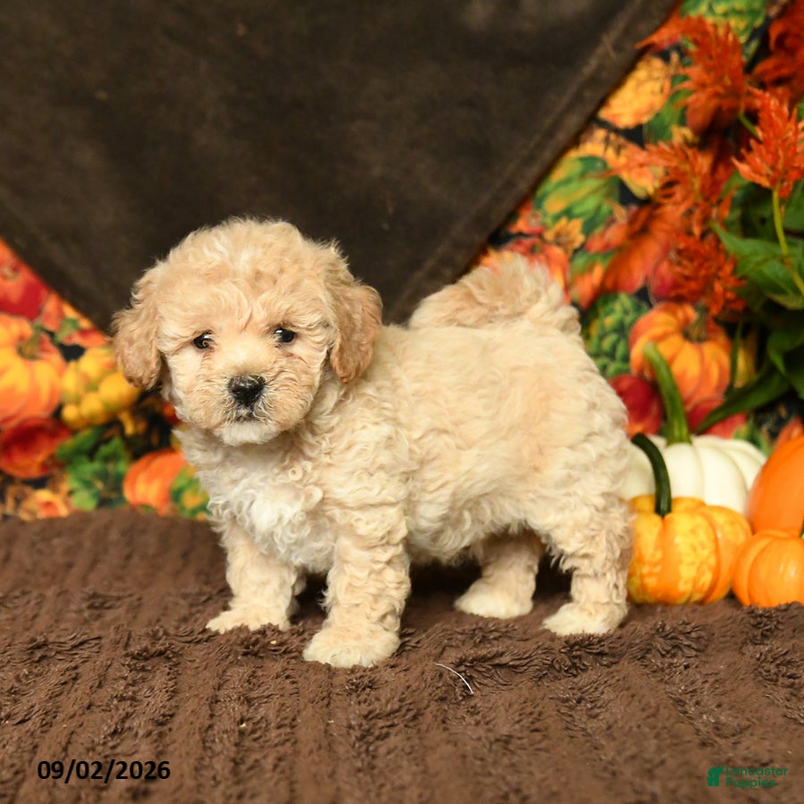 Maltipoo dogs Barney - Ad 2