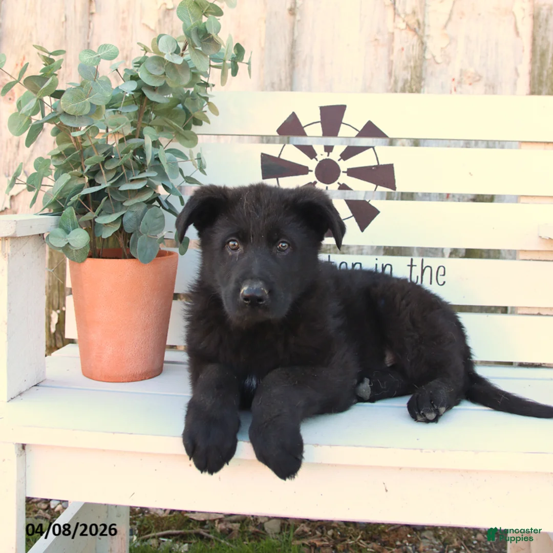 German Shepherd dogs for sale: Chance - Ad 3