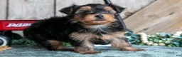 Yorkshire Terrier dogs for sale: Iris - Ad 3