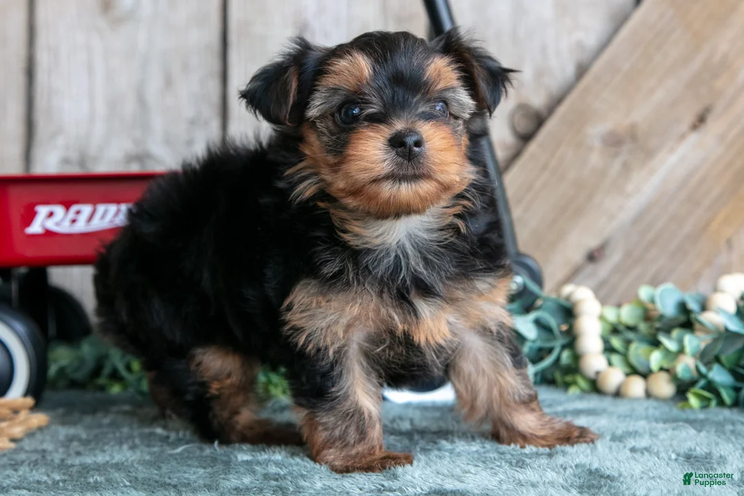 Yorkshire Terrier dogs for sale: Iris - Ad 3