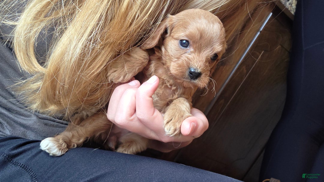 Cavapoo dogs for sale: Navaeh - Ad 8