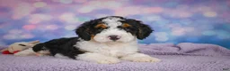 Mini Bernedoodle dogs for sale: Sparky - Ad 6