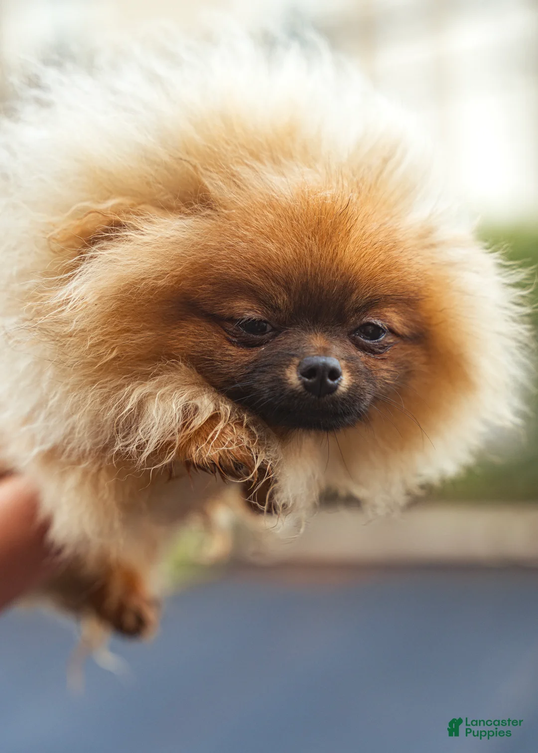 Pomeranian dogs for sale: Moni Pie - Ad 2