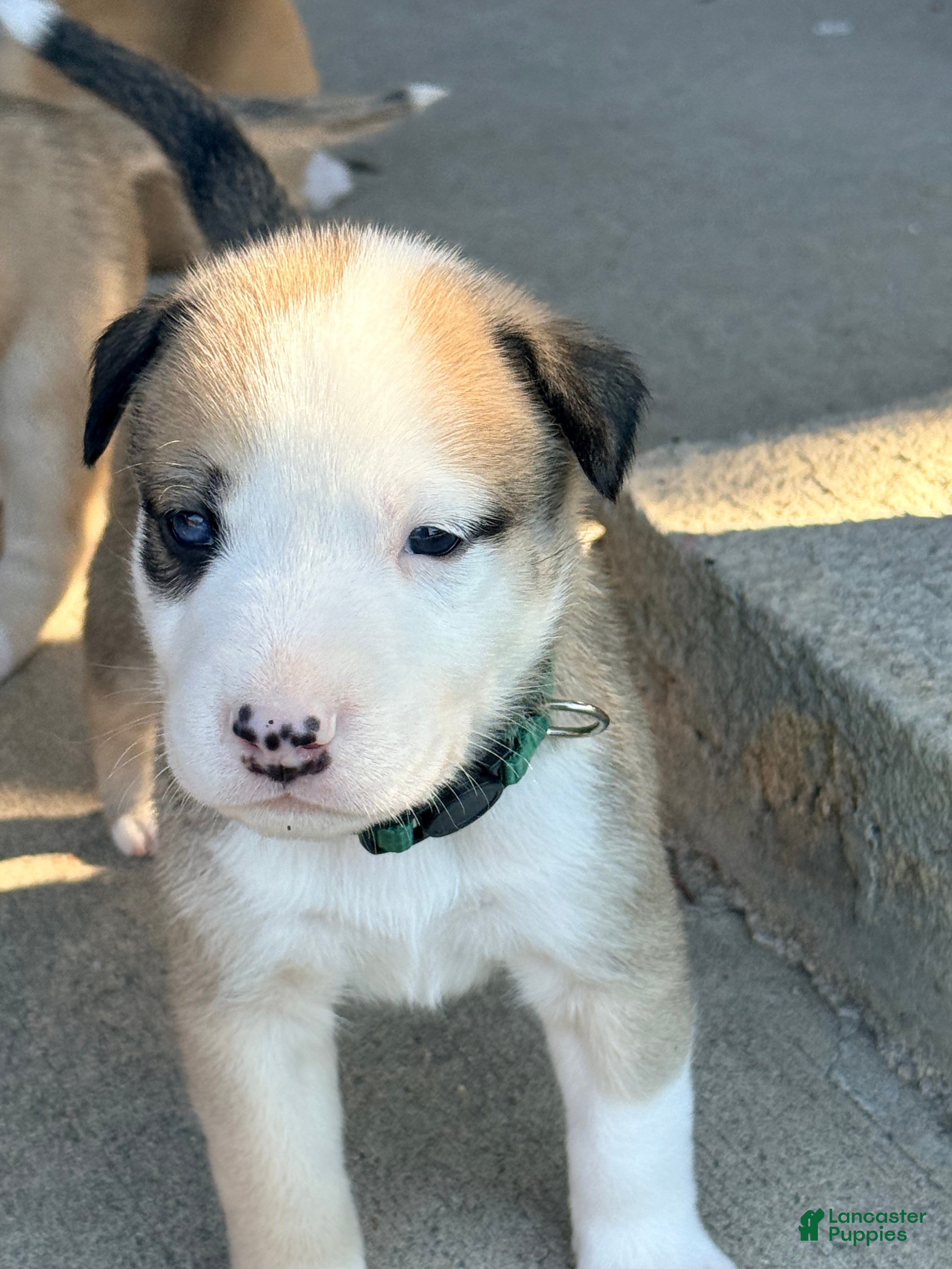 Mixed Breed dogs Pitsky male 1 - Ad 1