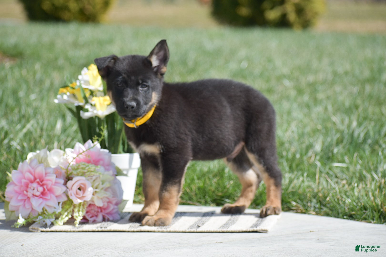 German Shepherd dogs Rocky - Ad 2