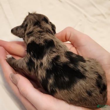 Mini Aussiedoodle dogs for sale: Pixie_Female Blue Merle Mini-Aussiedoodle - Ad 4
