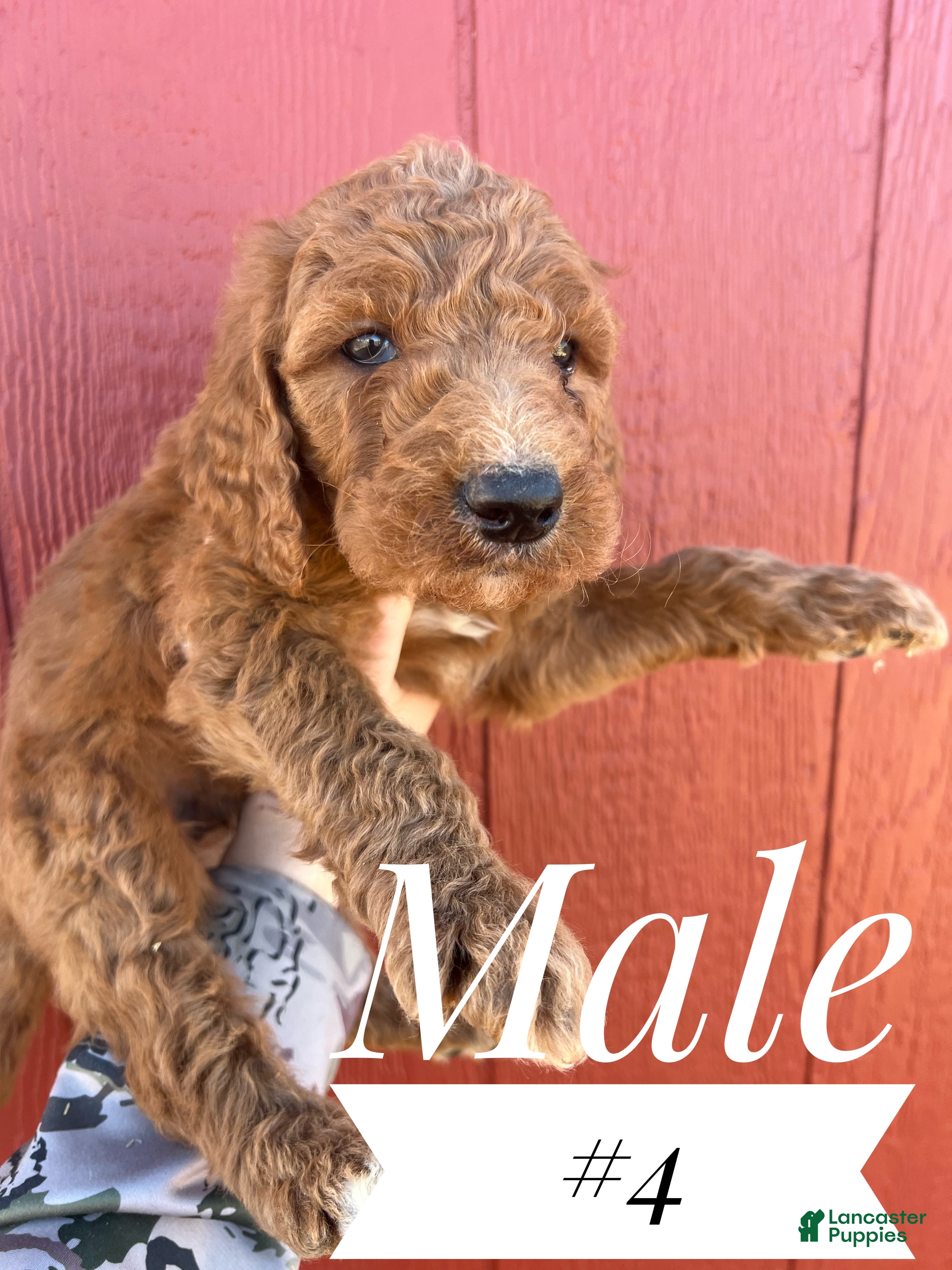 Goldendoodle dogs Goldendoodle Puppy 3 - Ad 1