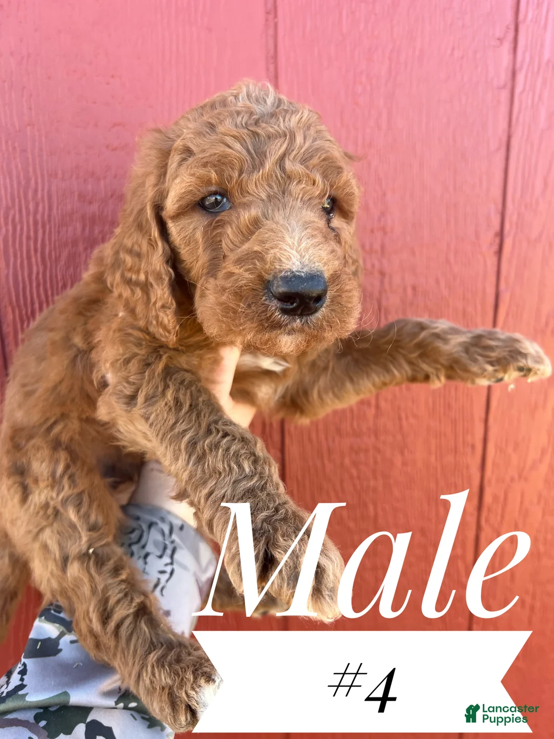 Goldendoodle dogs for sale: Goldendoodle Puppy 3 - Ad 1