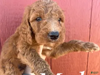 Goldendoodle dogs for sale: Goldendoodle Puppy 3 - Ad 1