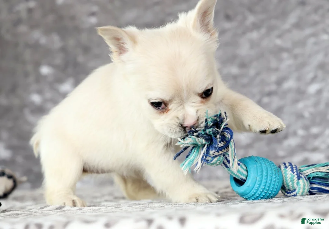 French Bulldog dogs for sale: Nora - Ad 7