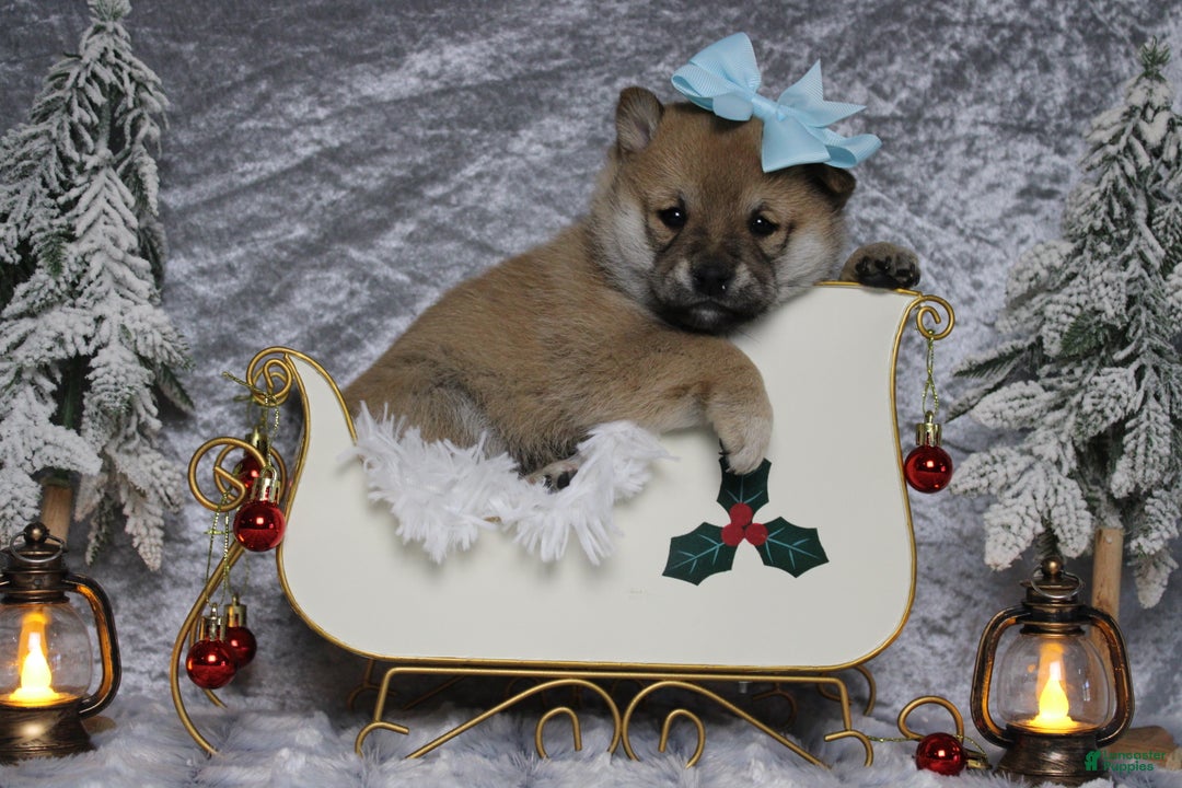 Shiba Inu dogs for sale: Coniac - Ad 1