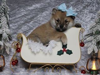 Shiba Inu dogs Coniac - Ad 5