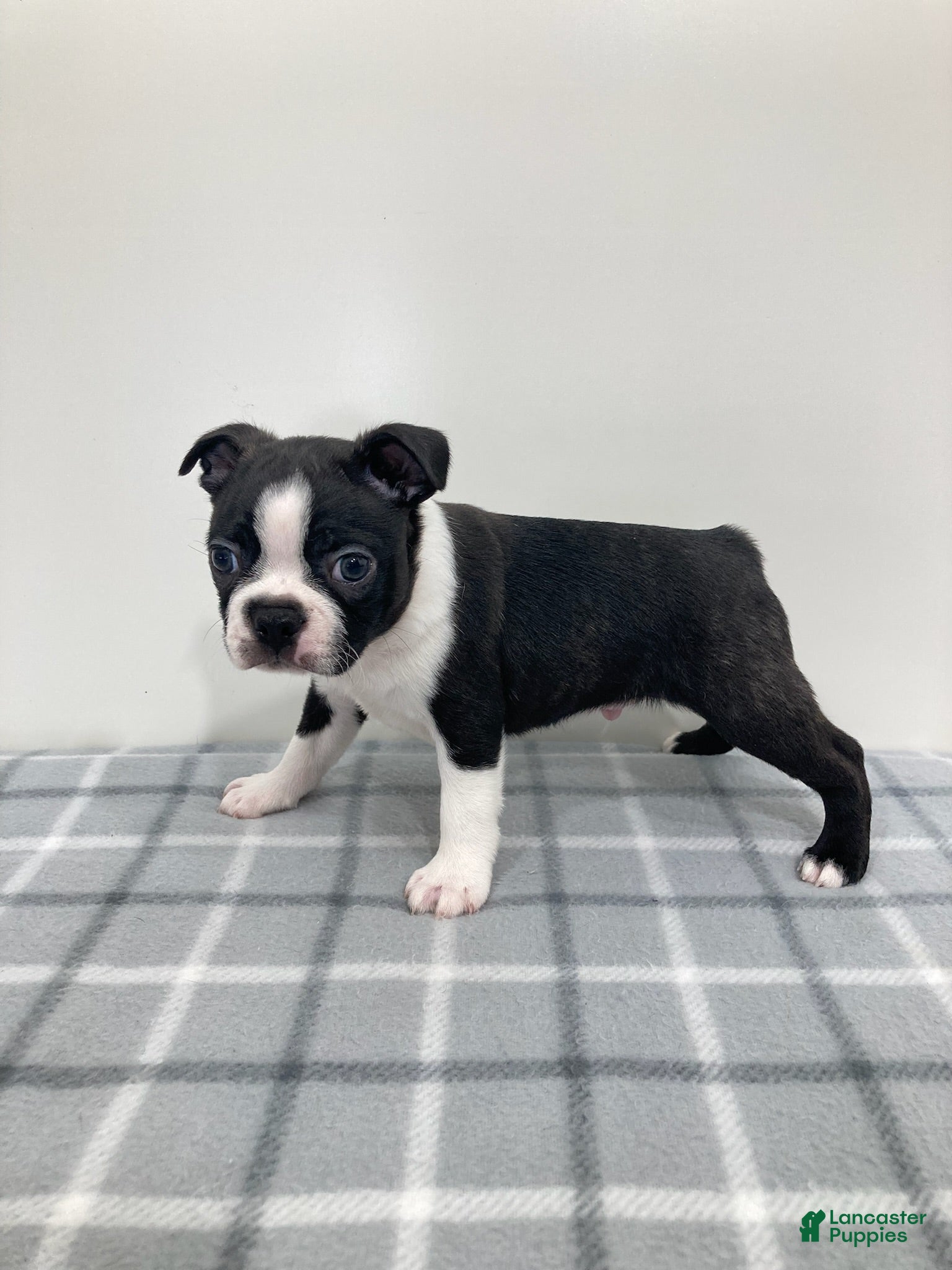 Boston Terrier dogs Nico Boston Terrier  - Ad 1