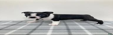 Nico Boston Terrier 