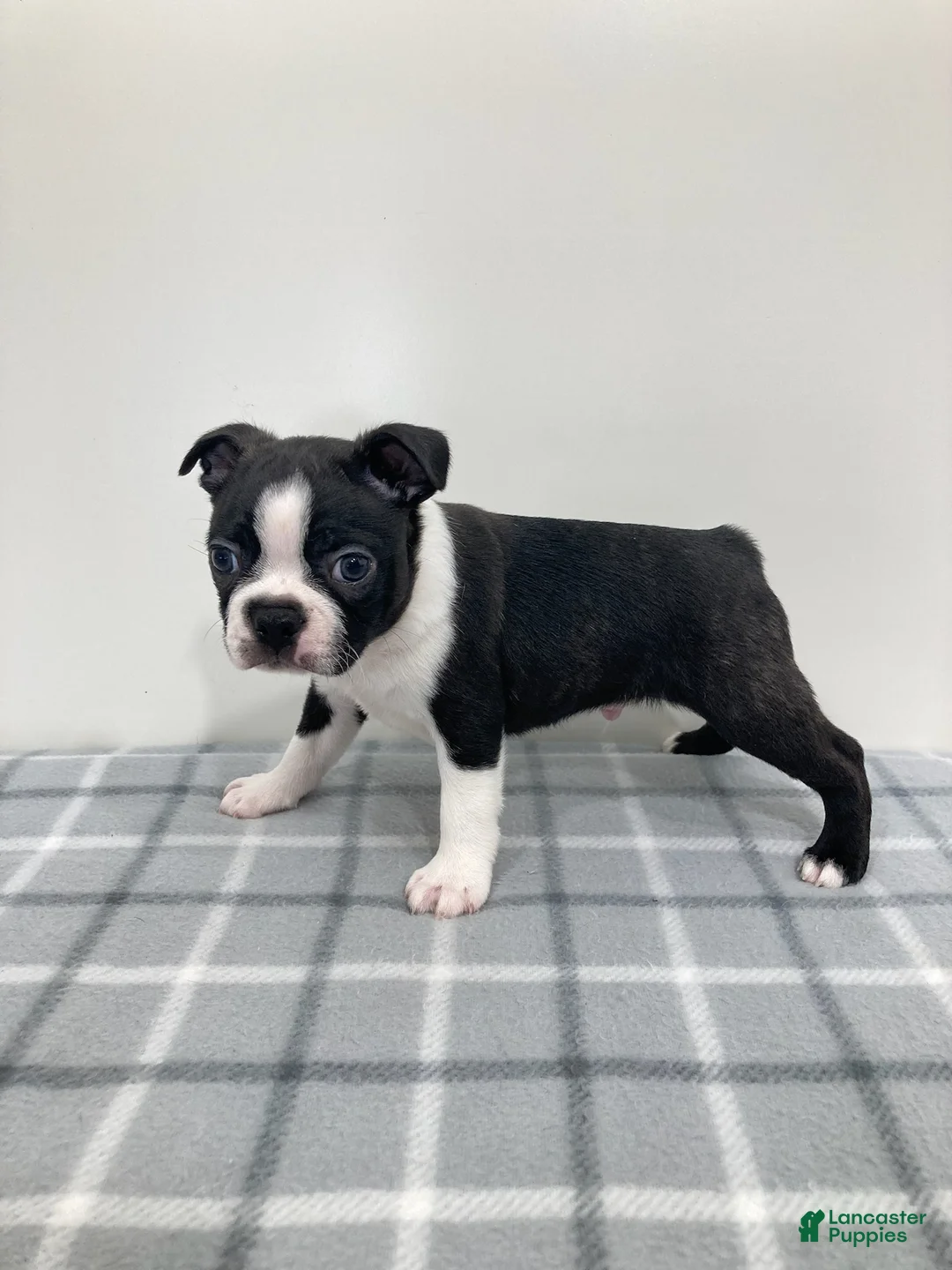 Boston Terrier dogs for sale: Nico Boston Terrier  - Ad 1