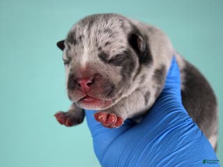 American Bully dogs Blue Merle Male - Ad 25