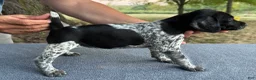 German Shorthaired Pointer dogs for sale: Girl 3 - Ad 2