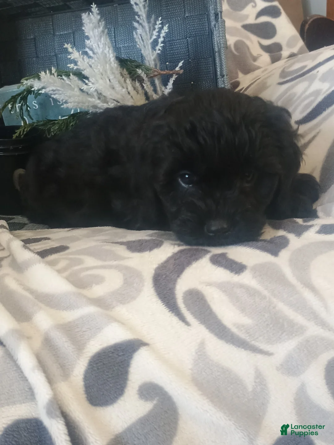 Cavapoo dogs for sale: Rosy - Ad 4