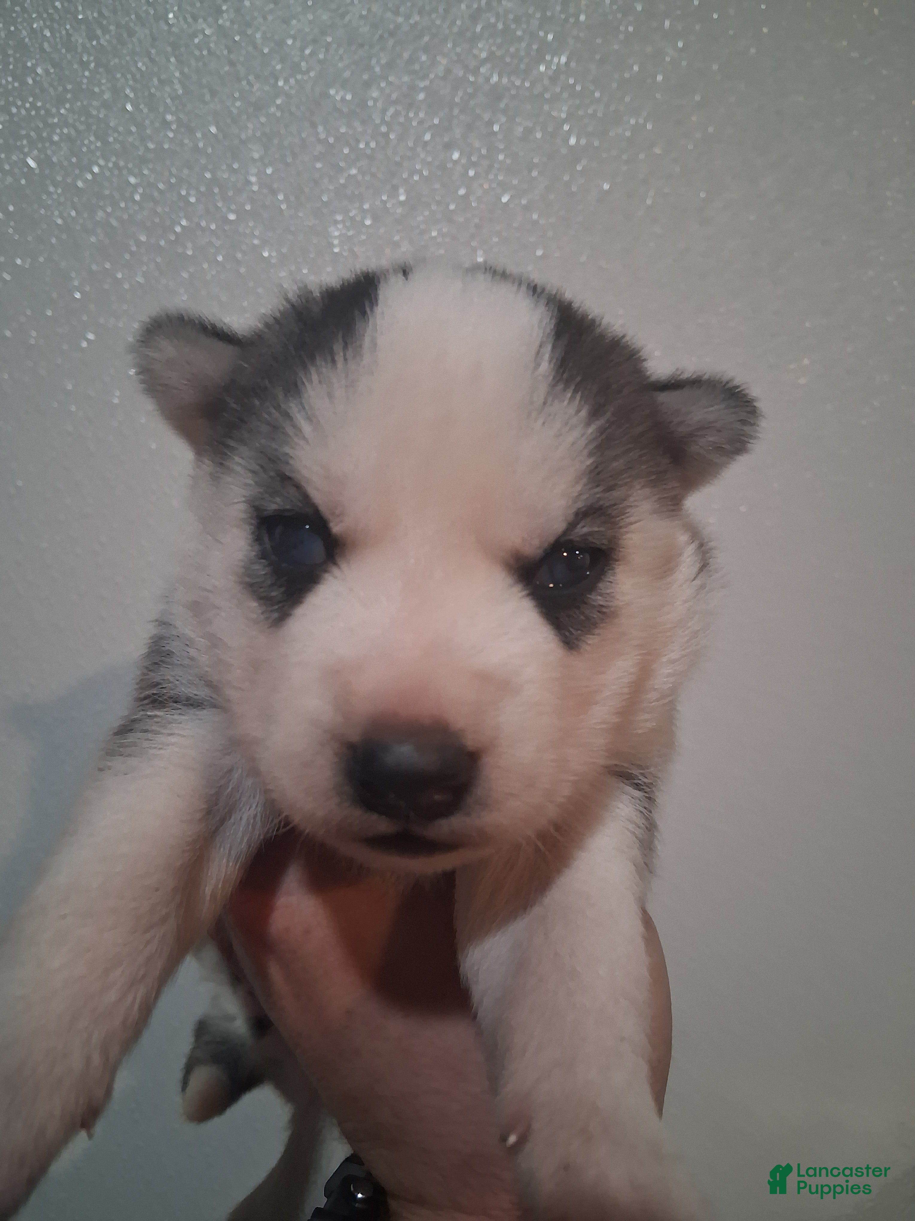 Siberian Husky dogs Scarlett - Ad 42