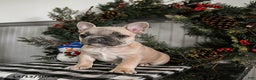French Bulldog dogs for sale: Dolly - Ad 4