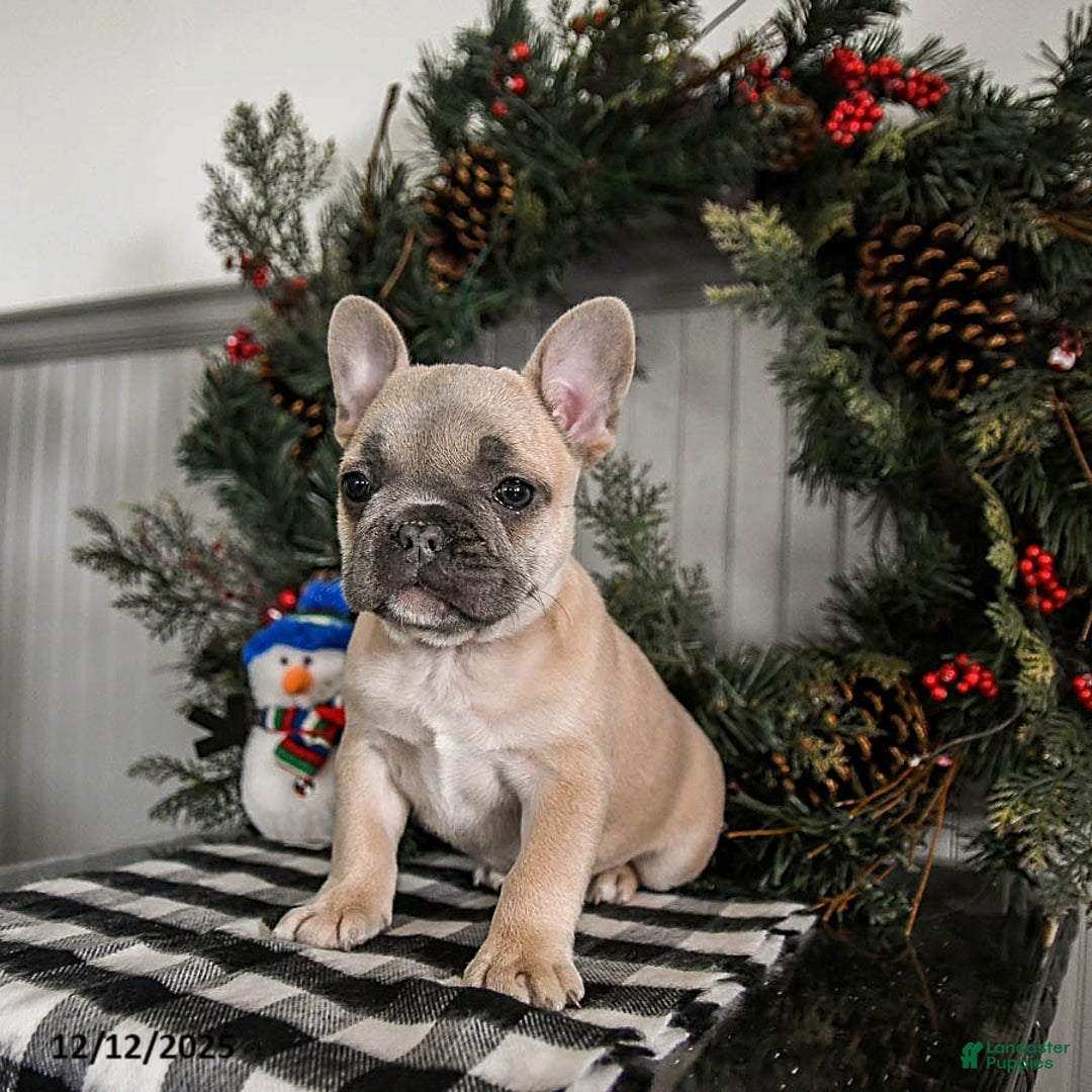 French Bulldog dogs for sale: Dolly - Ad 4